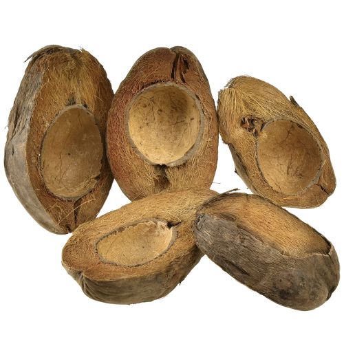 Floristik24 Kokos som växtskål naturlig växtkruka 20cm 5 st
