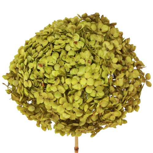 Floristik24 Konserverad hortensia stor i grönt Ø20cm L50–60cm
