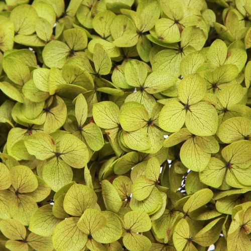 Floristik24 Konserverad hortensia stor i grönt Ø20cm L50–60cm