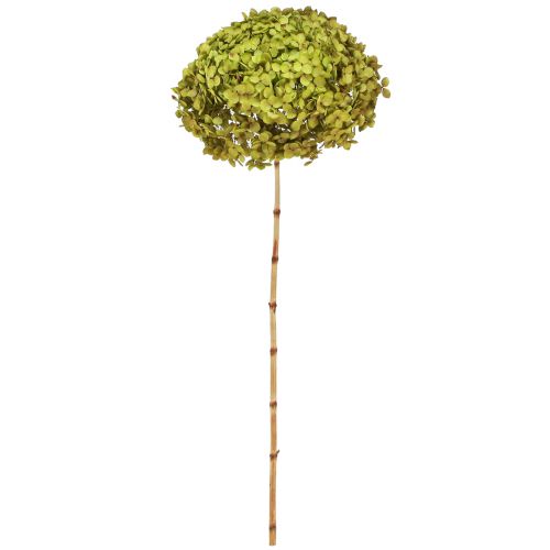 Floristik24 Konserverad hortensia stor i grönt Ø20cm L50–60cm