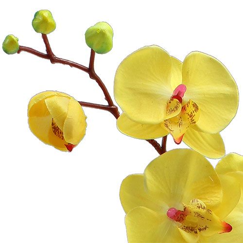 Floristik24 Konstgjord orkidé gul 68cm
