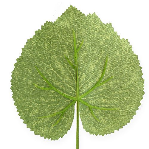 Floristik24 Deco växtblad Galax B10cm L22cm 24st