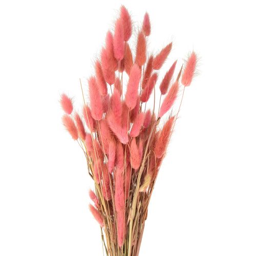 Lagurus Torkad Kanin Svans Gräs Rosa L45cm 50g