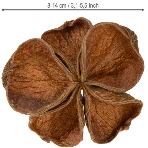Artikel Landlotus Natur 50 st
