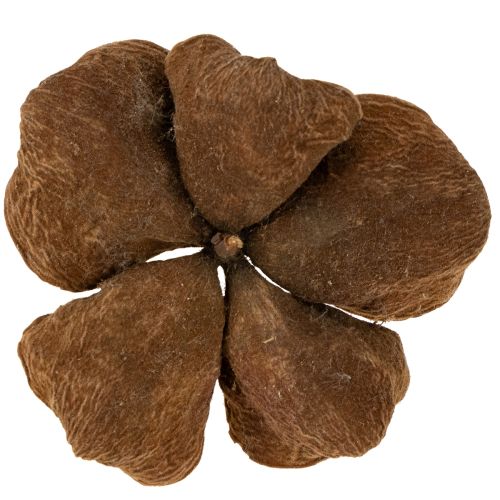 Artikel Landlotus Natur 50 st