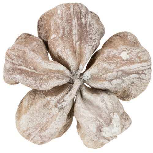 Landlotus Vittvättad 6-12cm 50 st | Floristik24.se