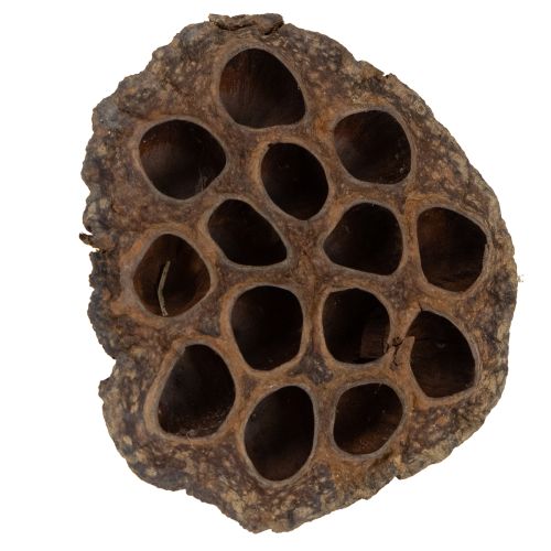 Artikel Lotuslök stor 100 st naturlig