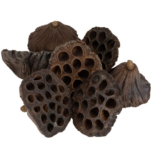 Artikel Lotuslök stor 100 st naturlig