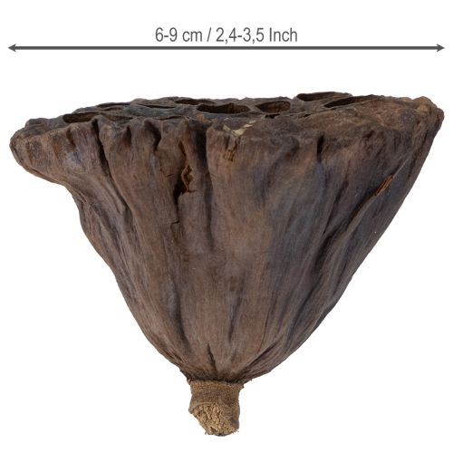 Artikel Lotuslök stor 100 st naturlig