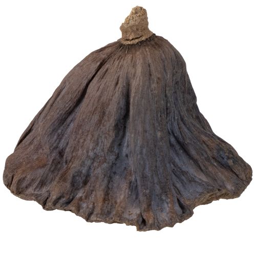 Artikel Lotuslök stor 100 st naturlig