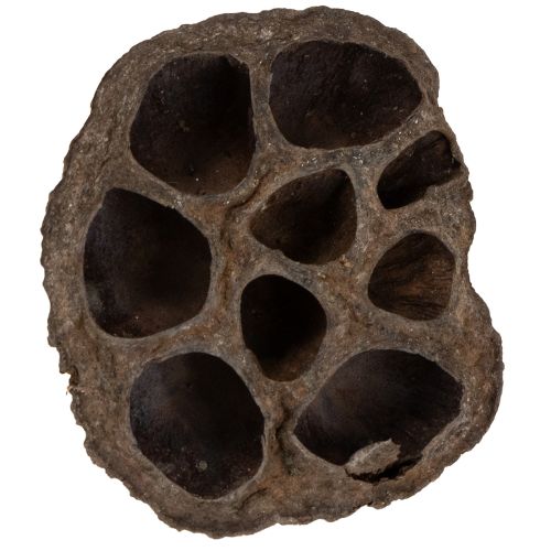 Artikel Lotuslök liten 100 st naturlig