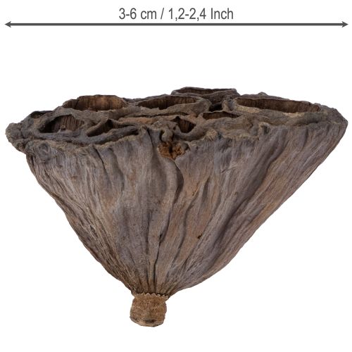 Lotuslök liten 100 st naturlig | Floristik24.se