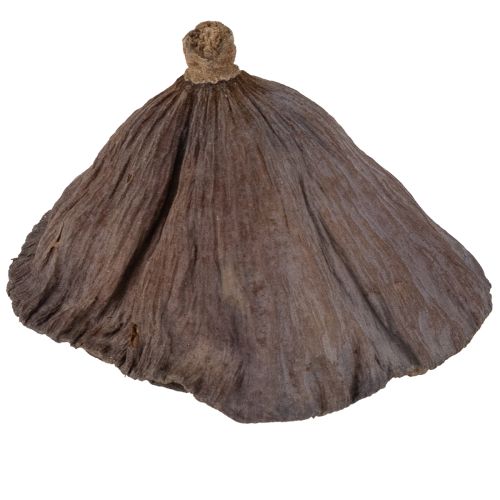 Artikel Lotuslök liten 100 st naturlig