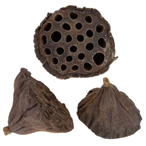 Lotus kolv medium 100 st naturlig