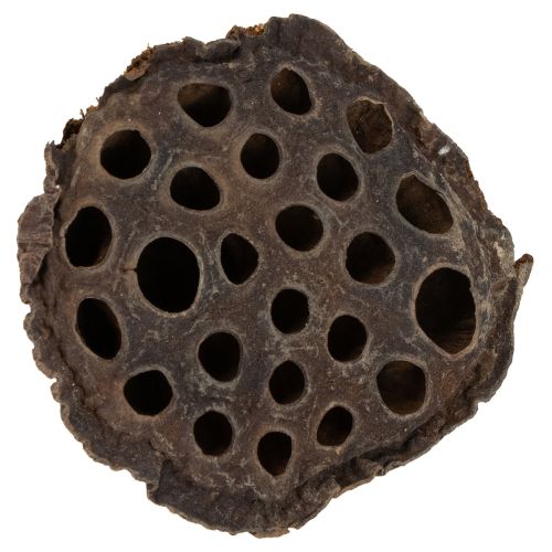 Artikel Lotus kolv medium 100 st naturlig