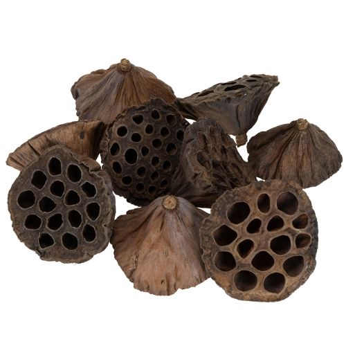 Artikel Lotus kolv medium 100 st naturlig