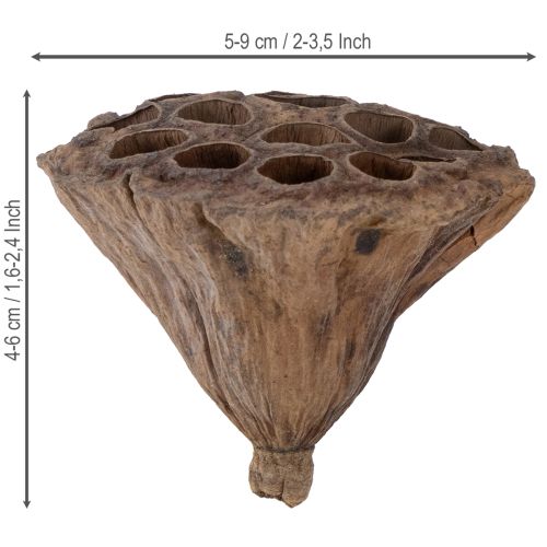 Artikel Lotus kolv medium 100 st naturlig