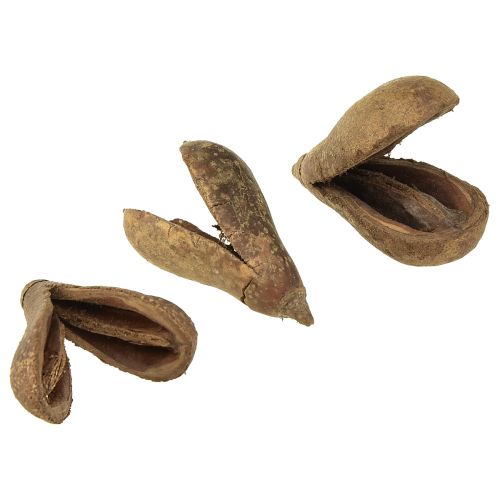 Floristik24 Mike Fruit Natural Materials Bagon Fruit Natural 8cm 50 st