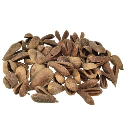 Floristik24 Mike Fruit Natural Materials Bagon Fruit Natural 8cm 50 st