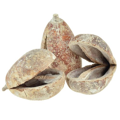Floristik24 Mike Fruit exotics torkad vittvättad 4-6cm 50 st