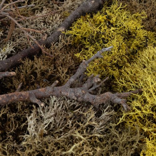 Artikel Mossbild, riktig mossbild med ram, konserverad, 40×30 cm