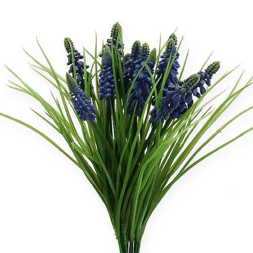 Floristik24 Druvhyacinter 28cm - 30cm Blå 15 st