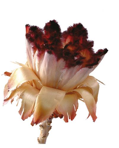 Floristik24 Nerifolia Bud 250 st