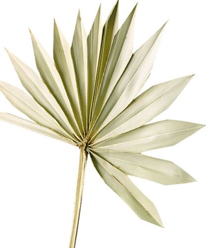 Palmspear Sun Natur Torkat palmblad Naturdeko 30St