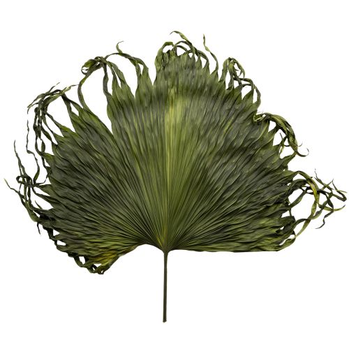 Palmbladsdekoration torkade blad Saribus grön 45 cm 5 st