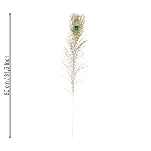 Artikel Påfågelfjädrar dekoration riktiga fågelfjädrar långa 75-85cm 8 stycken