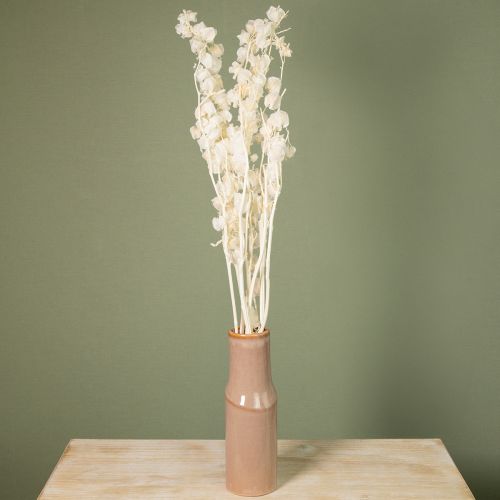 Artikel Physalis torkad blekt lyktblomdekoration Nicandra 75-80cm 100g