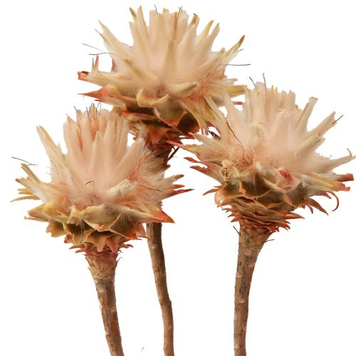 Floristik24 Leucospermum Plumosum Silver Tree Blossoms Light 25 st