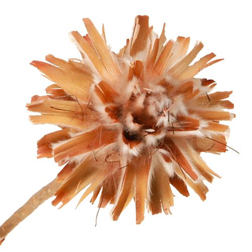 Floristik24 Leucospermum Plumosum Silver Tree Blossoms Light 25 st