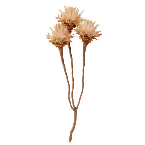 Floristik24 Leucospermum Plumosum Silver Tree Blossoms Light 25 st