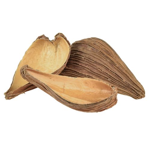 Floristik24 Kapselkapselkapsel för frukt och frö Pradeep Pods 9-12 cm naturliga 50 st