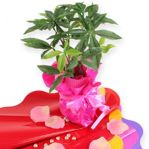 Floristik24 Rondella manschetter Ø40cm röd 50st