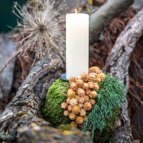 Salignum light 4-6 blommor på Leucadendron-grenen 100 st