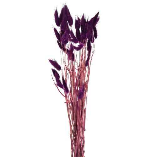 Artikel Sammetsgräsviol, kaninstjärtgräs, Lagurus L18-50cm 25g