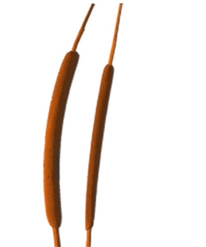 Floristik24 Vasslök mini orange 70 st