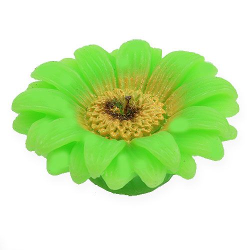 Floristik24 Flytande ljus Gerbera Green Ø7,5cm