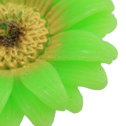 Floristik24 Flytande ljus Gerbera Green Ø7,5cm