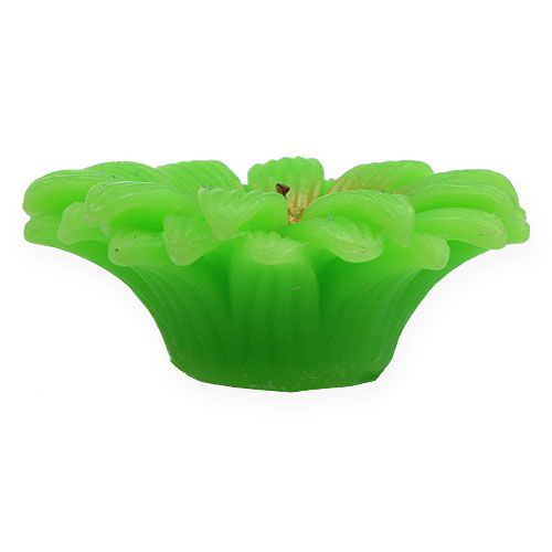 Floristik24 Flytande ljus Gerbera Green Ø7,5cm
