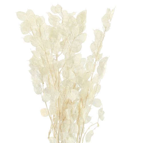 Floristik24 Silver Leaf Moon Violet Lunaria Konserverad L70cm 20g