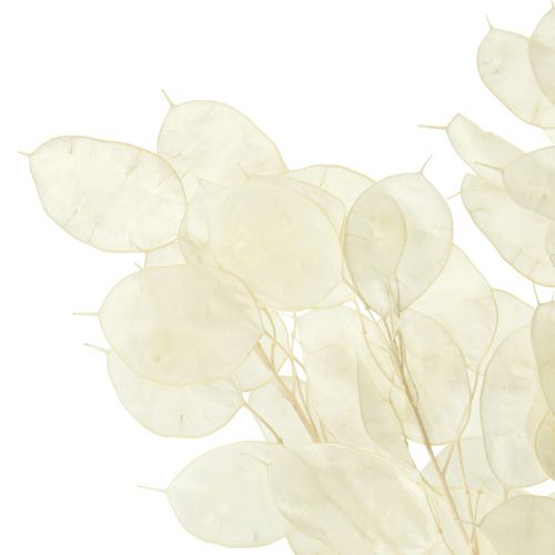Artikel Silver Leaf Moon Violet Lunaria Konserverad L70cm 20g
