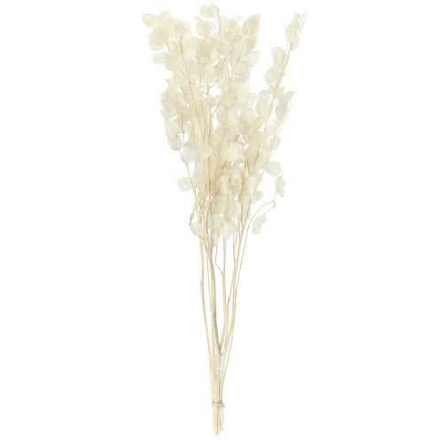 Artikel Silver Leaf Moon Violet Lunaria Konserverad L70cm 20g