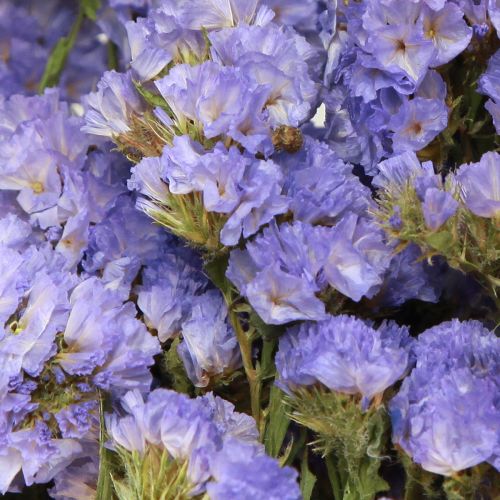 Floristik24 Havslila Lila Statice Limonium sinuatum Torkade blommor 60cm 50g