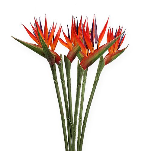Floristik24 Strelitzia 65cm (6st.)
