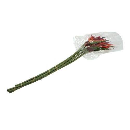 Floristik24 Strelitzia 65cm (6st.)