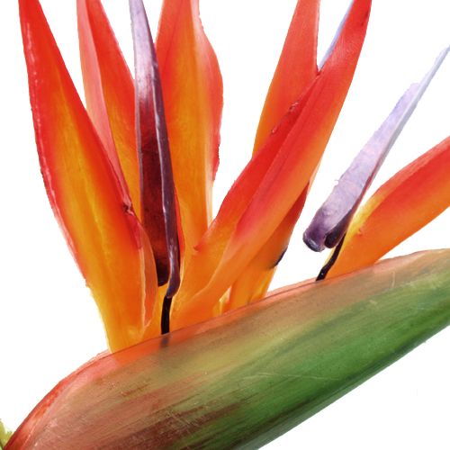 Floristik24 Strelitzia 65cm (6st.)