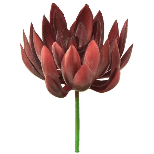 Floristik24 Suckulenta Echeveria Konstgjorda Gröna Växter Röd Ø12cm 19,5cm